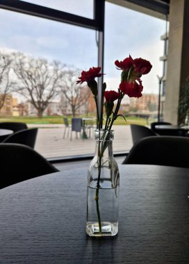 Son 2000 yıldaki geniş çaplı tarımdan dolayı kesin doğal alan belirsizdir. Karanfiller canlı renkleri, ince püsküllü yaprakları ve güzel kokularıyla ödüllendirilirler..