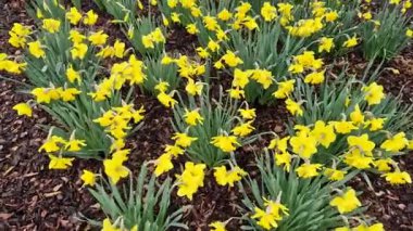 Parkta nergis çiçekli çiçek soğanı metal çit süslemeleri ve demir lamba, bir sürü çiçek yeşili.