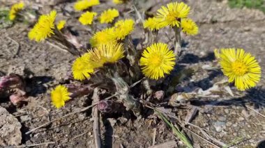 Sarı çiçekli bir bitki öksürmeye yardımcı olur. Çayırlarda ve kayalarda yetişen bitkiler. Mart 'ta taşların arasında sarı iplikler var. Coltsfoot uzun ömürlü bir bitkidir. Yeraltında sürünen pullu bir rizom ve...