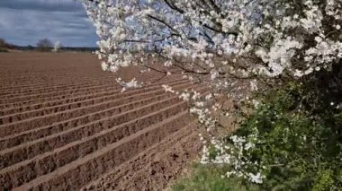 Çiftçiler, ekilmiş sebzeleri ve patatesleri bahar soğuğundan korumak için tepecikler ve saban izleri oluştururlar. Fıskiyelerle sulanır. Nehirden gelen geniş çaplı metal boru.