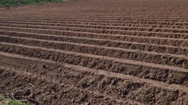 Çiftçiler, ekilmiş sebzeleri ve patatesleri bahar soğuğundan korumak için tepecikler ve saban izleri oluştururlar. Fıskiyelerle sulanır. Nehirden gelen geniş çaplı metal boru.