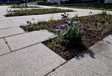 Tepenin üzerinde saman tarlaları olan bir çiçek tarhında minyatür nergis demetleri olan uzun ömürlü yataklar. Taşlar ve küçük çalılar baharda güneşli bir park sahnesi yaratır.