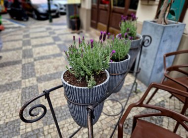 Restoranın terasında çit örgü örmüş. Yapıdan asılı gri saksılar ve lavanta çiçekleri. Çizgili girinti, çimento oyukları