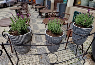 Restoranın terasında çit örgü örmüş. Yapıdan asılı gri saksılar ve lavanta çiçekleri. Çizgili girinti, çimento oyukları