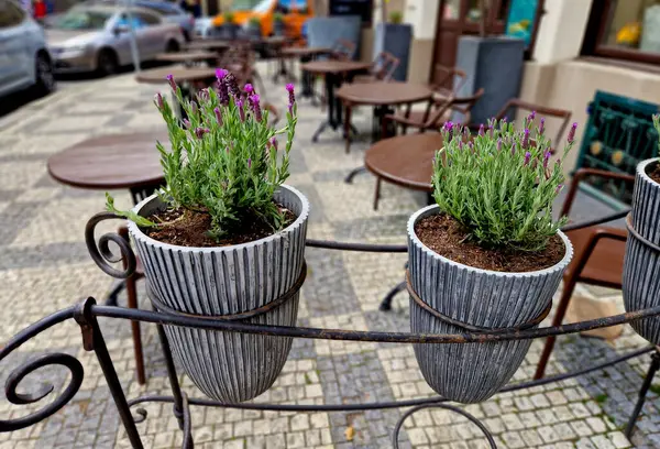 Restoranın terasında çit örgü örmüş. Yapıdan asılı gri saksılar ve lavanta çiçekleri. Çizgili girinti, çimento oyukları