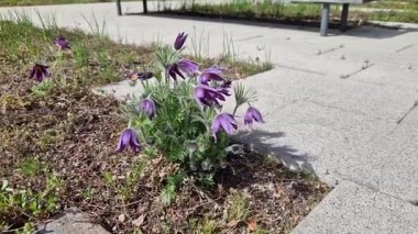 Tepenin üzerinde saman tarlaları olan bir çiçek tarhında minyatür nergis demetleri olan uzun ömürlü yataklar. Taşlar ve küçük çalılar baharda güneşli bir park sahnesi yaratır.