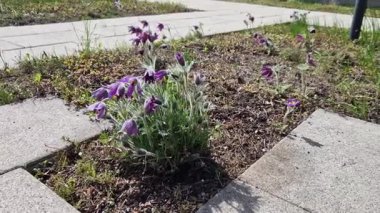 Tepenin üzerinde saman tarlaları olan bir çiçek tarhında minyatür nergis demetleri olan uzun ömürlü yataklar. Taşlar ve küçük çalılar baharda güneşli bir park sahnesi yaratır.
