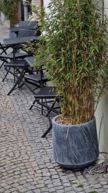 Sokakta kaldırımlı taş avlusu olan bir park yeri var. yeşil jöleli seramik saksılar bambularla dikilmiş lüks görünüyor.