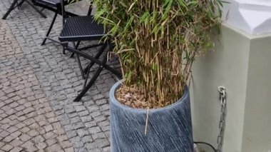 Sokakta kaldırımlı taş avlusu olan bir park yeri var. yeşil jöleli seramik saksılar bambularla dikilmiş lüks görünüyor.
