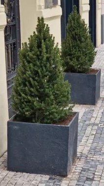 İki dekoratif küp şeklinde saksı. Piramit şekilli kozalaklı ağaçlar bankanın girişinde. Binanın asaletini temsil ediyor ve vurguluyorlar..