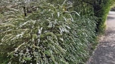It is a shrub This compact deciduous shrub growing to a height of 1.5 m and wide bears in the spring along the arched stems small lanceolate leaves and a few white flowers at the side of the road