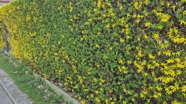 Yeşil yaprakları ve sarı çiçekleri olan bir çit tam olarak caddeye kesilmiş. istinat duvarı olan beton bir çiçek yatağı.