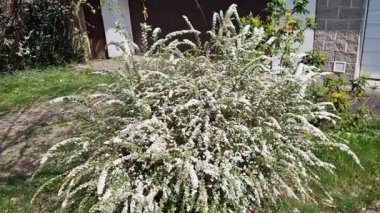 It is a shrub This compact deciduous shrub growing to a height of 1.5 m and wide bears in the spring along the arched stems small lanceolate leaves and a few white flowers at the side of the road
