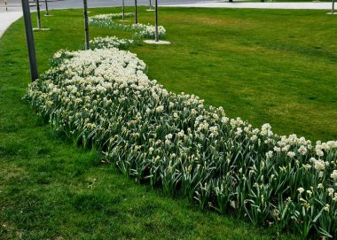 Saklı nergis soğanları büyük gruplar halinde çimlerde belirir. Ayrıca çiçek tarlasında tomurcuk kabuklarıyla kaplanmış ve yüzlerce çiçek açmış. Nisan ayı başında park ya da bahçe
