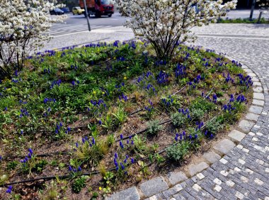 Amerikan yerlisi yabanmersini. Rosaceae. Zehirli mantar yıl boyunca seni bahçede mutlu edecek. İlkbaharda, nisandan mayısa kadar, narin, yıldız şeklindeki beyaz çiçekler bronzlaşır.