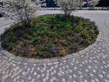 Amerikan yerlisi yabanmersini. Rosaceae. Zehirli mantar yıl boyunca seni bahçede mutlu edecek. İlkbaharda, nisandan mayısa kadar, narin, yıldız şeklindeki beyaz çiçekler bronzlaşır.