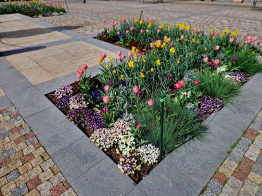 Çok sayıda küçük pembe çiçekle düşük yoğunluklu bir yastık oluşturan rockrose perennial. İlkbahardan yaza kadar çiçek açar, güneşli yerlerde ve kurutulmuş topraklarda en iyi şekilde gelişir, sürünerek ilerler, dikdörtgen şeklinde.
