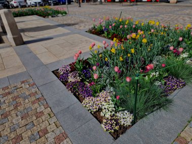 Çok sayıda küçük pembe çiçekle düşük yoğunluklu bir yastık oluşturan rockrose perennial. İlkbahardan yaza kadar çiçek açar, güneşli yerlerde ve kurutulmuş topraklarda en iyi şekilde gelişir, sürünerek ilerler, dikdörtgen şeklinde.
