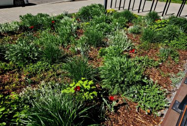 Bütün saksılar çiçek tarlasının yüzeyine yayılmış. Küçük plastik ekiciler, bahçıvanların yardımıyla toprağa gömülüyor. daimi karışımın hazırlanması