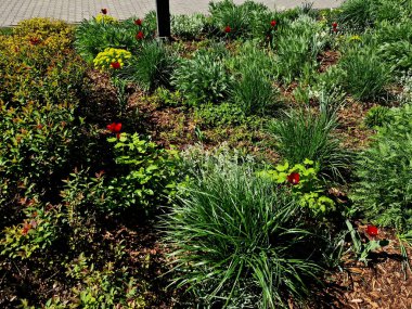 Bütün saksılar çiçek tarlasının yüzeyine yayılmış. Küçük plastik ekiciler, bahçıvanların yardımıyla toprağa gömülüyor. daimi karışımın hazırlanması