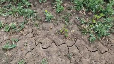 Traktör ve kamyonlar gibi ağır makineler toprak yapısına zarar verir. Kuruduğunda derin çatlaklar oluşur ve su buharlaşır. Üreticiler organik gübrelerle gübrelemek zorundalar..