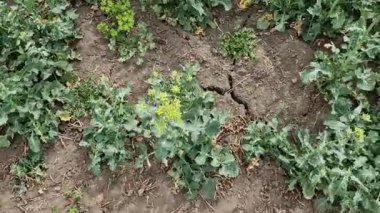 Traktör ve kamyonlar gibi ağır makineler toprak yapısına zarar verir. Kuruduğunda derin çatlaklar oluşur ve su buharlaşır. Üreticiler organik gübrelerle gübrelemek zorundalar..