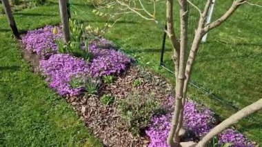 Çok sayıda küçük pembe çiçekle düşük yoğunluklu bir yastık oluşturan rockrose perennial. İlkbahardan yaza kadar çiçek açar, güneşli yerlerde ve kurutulmuş topraklarda en iyi şekilde gelişir, sürünerek ilerler, dikdörtgen şeklinde.