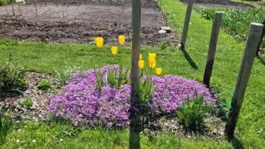 Çok sayıda küçük pembe çiçekle düşük yoğunluklu bir yastık oluşturan rockrose perennial. İlkbahardan yaza kadar çiçek açar, güneşli yerlerde ve kurutulmuş topraklarda en iyi şekilde gelişir, sürünerek ilerler, dikdörtgen şeklinde.