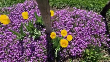 Çok sayıda küçük pembe çiçekle düşük yoğunluklu bir yastık oluşturan rockrose perennial. İlkbahardan yaza kadar çiçek açar, güneşli yerlerde ve kurutulmuş topraklarda en iyi şekilde gelişir, sürünerek ilerler, dikdörtgen şeklinde.