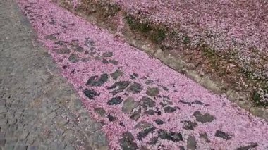 Düşen kiraz yaprakları arabaları, yolları ve kaldırımları pembe taç yapraklarıyla kaplar. Köşelerde temizlenmesi gereken katmanlar var. Güzel olsalar bile, çimenlik, park.