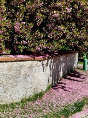 Düşen kiraz yaprakları arabaları, yolları ve kaldırımları pembe taç yapraklarıyla kaplar. Köşelerde temizlenmesi gereken katmanlar var. Güzel olsalar bile, çimenlik, park.