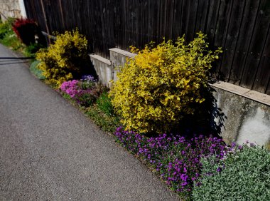 Çin 'e özgü yeşil bir çalı, kompakt bir zemin kapağı oluşturur ve bir çardağın ya da çitin üzerinden tırmanır. parlak sarı renk, kahverengi tahta çit