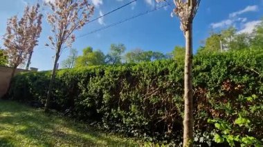 Dar bir tacı olan ağaç. Dallar yukarı doğru uzanıyor. Ev, daire arka planda. Kiraz güzel çiçek açar ve sonbaharda turuncuya döner, sarı, sokak, ağaçlar