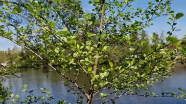 Yapışkan alder huş ağacının yaprak döken ağacıdır. Genellikle 30 metreye kadar büyür, genellikle yaklaşık 100 yıl yaşar, bazı durumlarda yaklaşık 200 yıl.