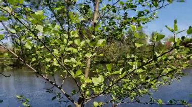 Yapışkan alder huş ağacının yaprak döken ağacıdır. Genellikle 30 metreye kadar büyür, genellikle yaklaşık 100 yıl yaşar, bazı durumlarda yaklaşık 200 yıl.