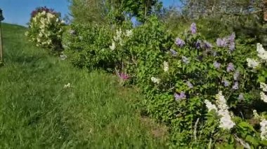 Taş kaya, ladin ormanındaki buzul süreçlerinin düz ve titrek bir kalıntısı. Sallanan taş, yatay pozisyondaki bir dolmen ya da menhir 'e benziyor. En eski doğal salıncak