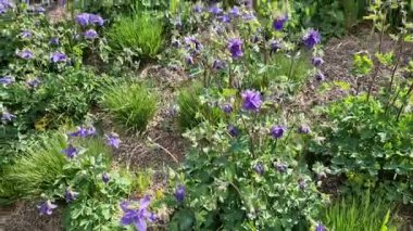 Koyu mavi alp kolumbası çiçek tarlalarınıza ya da kaya bahçenize çok güzel bir ilave olacak..