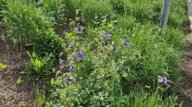 Koyu mavi alp kolumbası çiçek tarlalarınıza ya da kaya bahçenize çok güzel bir ilave olacak..