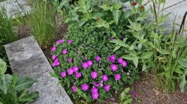 Düşük büyüyen bir çeşitlilik. Parlak kırmızı renkli çiçekleri nedeniyle çok seviliyor. Bu çeşitlilik son derece iyi bir toprak örtüsü bitkisidir. Cranesbills vazgeçilmez bir uzun yıllık bahçedir. 