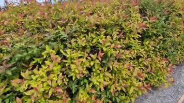 Sokaktaki çiçek tarhındaki sarı yapraklı alçak çalılar, küre şeklinde. Küçük, küresel bir çalı oluşturur. Bu düşük yaprak döken çalı çok yavaş büyüyor. Yapraklar küçük, basit ve tırtıklı.