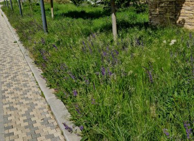 Çayır ve bozkır adaçayı kuru yerlerde yetişir. Çiçeği mor ile mavi arasındadır.