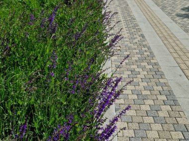 Çayır ve bozkır adaçayı kuru yerlerde yetişir. Çiçeği mor ile mavi arasındadır.