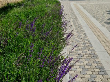Çayır ve bozkır adaçayı kuru yerlerde yetişir. Çiçeği mor ile mavi arasındadır.