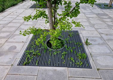 Gingko biloba ağacı yere düştü. Gri granit asfalt bir kat ginkgo yaprağı ile kaplanmış. Ağaç, parmaklıklarla kaplı kare bir kaldırıma dikilir. Çemberle örgü