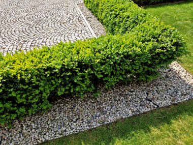 Boxwood çitlerinden yapılmış tarihi bir bahçede kesilmiş çiçek tarhı kareleri. Kalenin avlusu kaldırım taşı patika yolu boyunca donmuş buz sıraları, kar yeşil çimenler sarmaşık, sarmaşık, sarmaşık, sarmaşık, üst