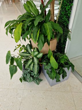 Çekici, koyu yeşil yapraklar, ofis ve evler için birçok olumlu özelliklere sahip. Yavaş büyür, bitkiler ihmal edilmeyi tolere eder, kuraklığa tolerans gösterir ve düşük ışık koşullarını kabul eder.