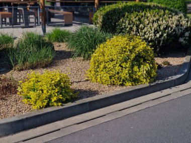 Çin 'e özgü yeşil bir çalı, kompakt bir zemin kapağı oluşturur ve bir çardağın ya da çitin üzerinden tırmanır. parlak sarı renk, kahverengi tahta çit