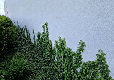 Bitkilerin yarısının ölü ve kuru, diğerinin taze yeşil olduğu sarmaşıklı bir duvar. Bitkisel ölümle sonuçlanan bitki öldürücü ilaç kullanımı veya kesik kökler