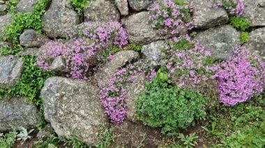 Evin yanında basamaklı bir yamaçta sersemletici çeşitlilikte çiçek var. Adam çiçek açan kaya bitkilerini gösteriyor. Sokaktaki bahçede lüks bir yüzey.