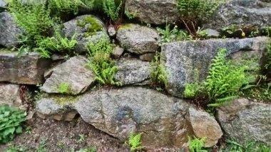 Ormandaki moloz yamaçlar arasında küçük çağlayanlarla, şelalelerle, eğreltiotlarıyla, kaya yığınlarıyla dolu bir dere bulunan yosunlarla kaplanmış.